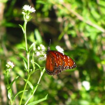 Orange butterfly with white dots
